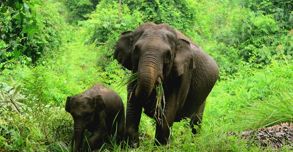 FOTO: Taman Nasional Tesso Nilo (sumber: Rahmi Carolina/Mongabay Indonesia)