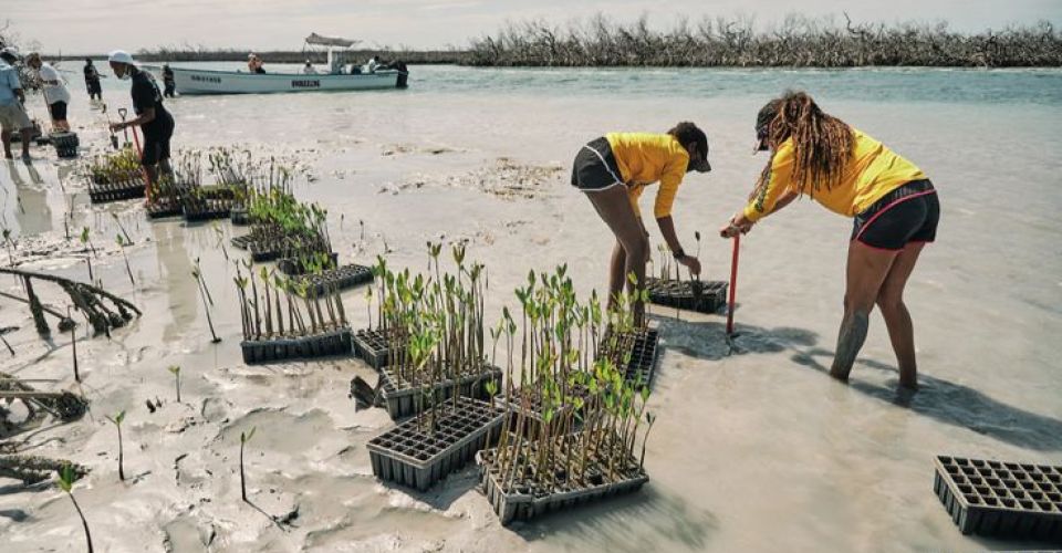 Komunitas Mangrove (Pinterest: gardenandgun.com)