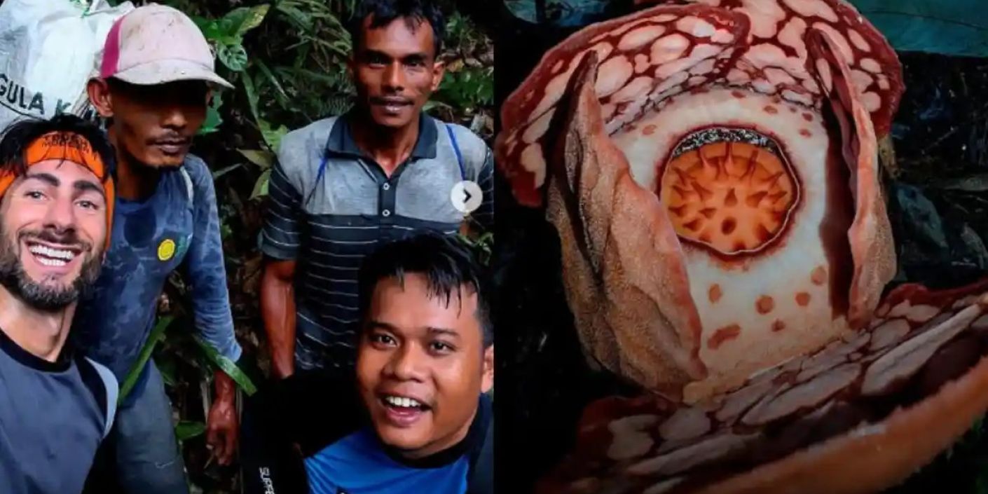 FOTO: Penemuan Bunga Rafflesia hasseltii oleh 3 Peneliti WNI dan Chris Thorogood (sumber: illustrating botanist)