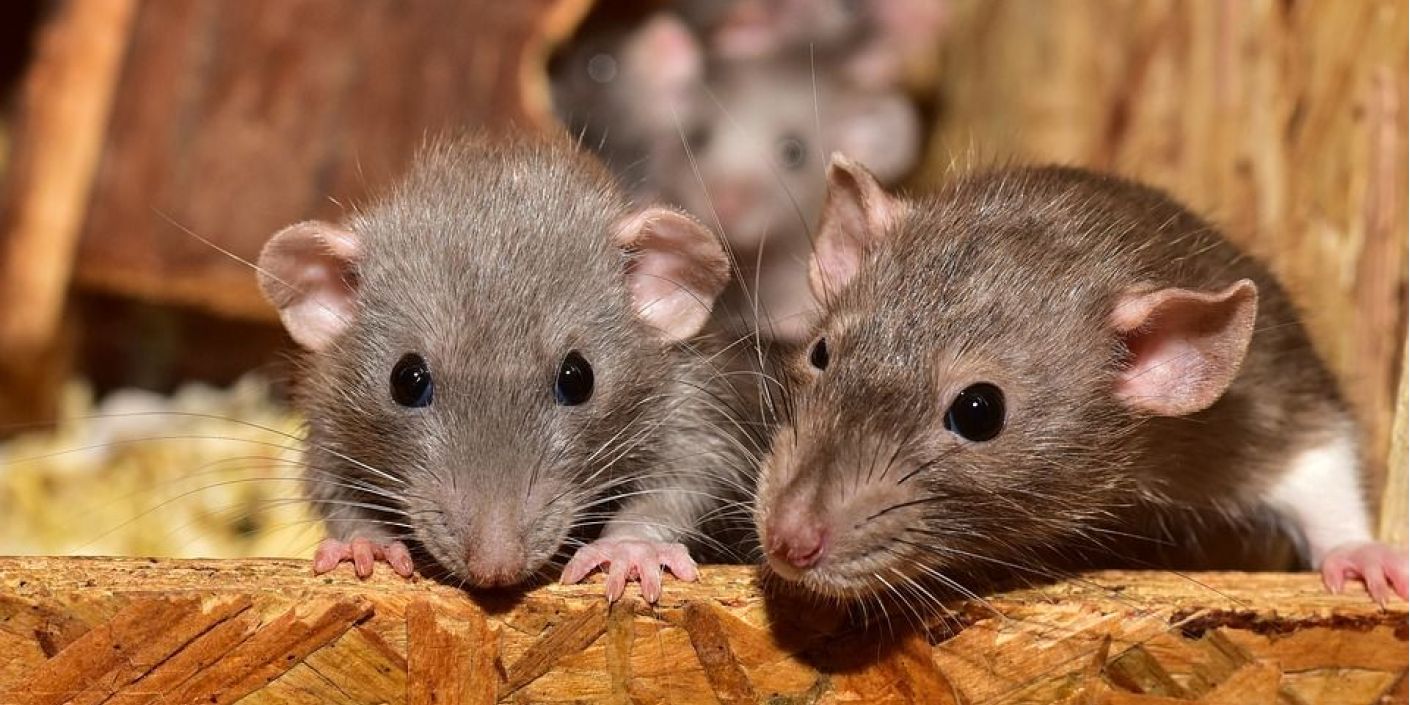 FOTO: Tragedi-NICU-di-India-Malapetaka-Tikus-di-Ruang-Bayi