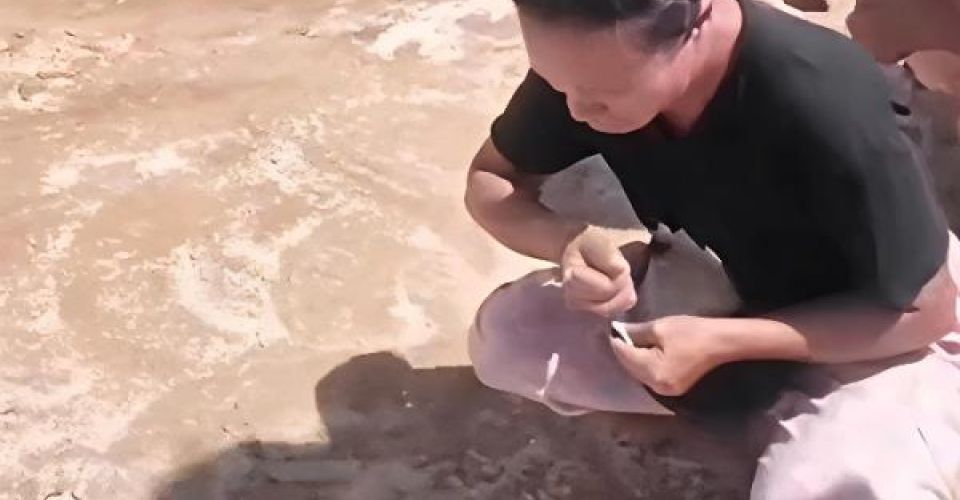 FOTO: Bantuan Udara yang Kontroversial Warga Tabut Sibolga Mengais Beras dari Tanah (sumber: Tangkapan Layar dari iNews Medan)