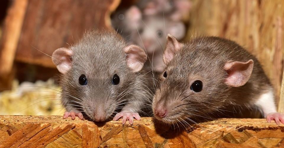FOTO: Tragedi-NICU-di-India-Malapetaka-Tikus-di-Ruang-Bayi